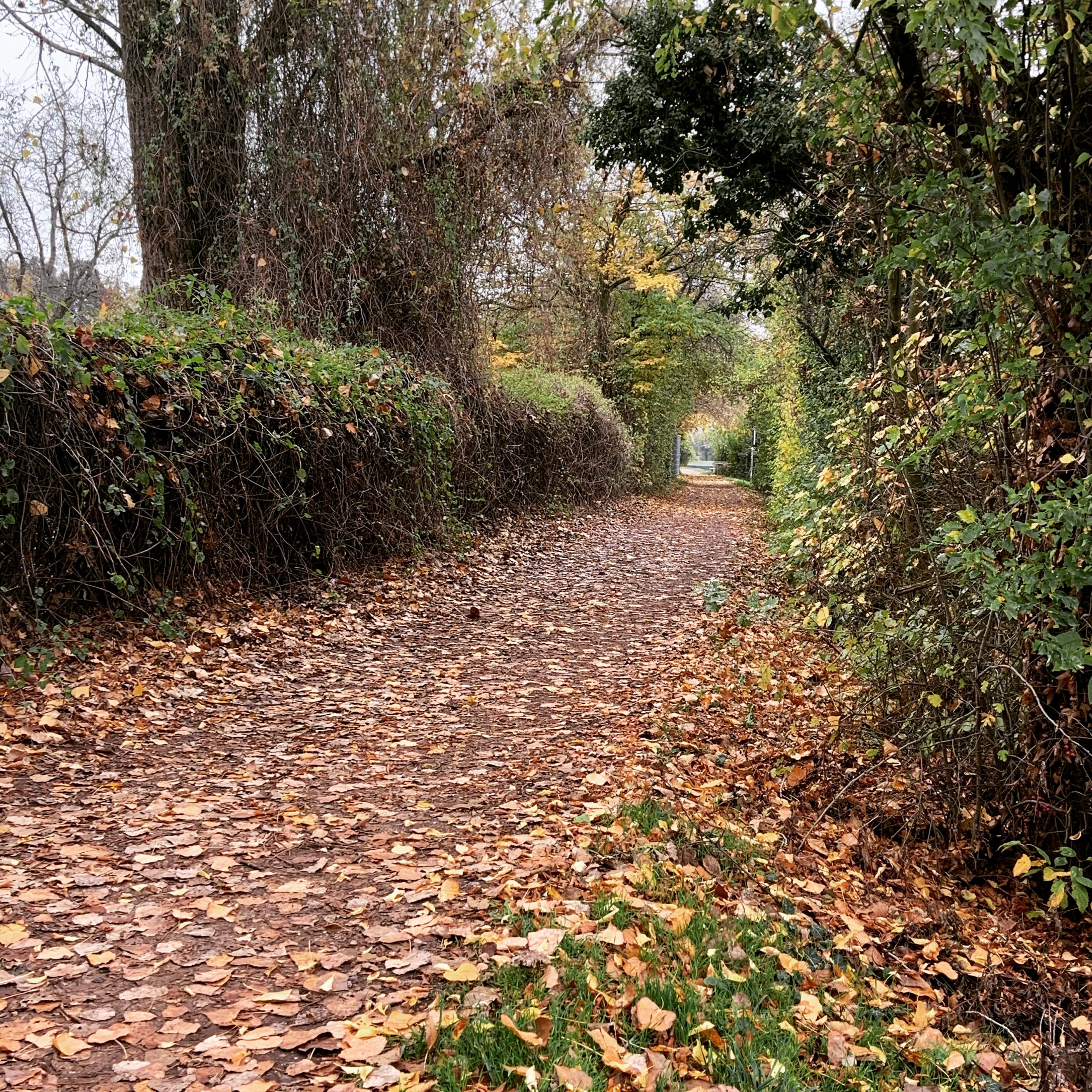 Schmaler Weg durch Bäume und Hecken, bedeckt mit buntem Herbstlaub.
